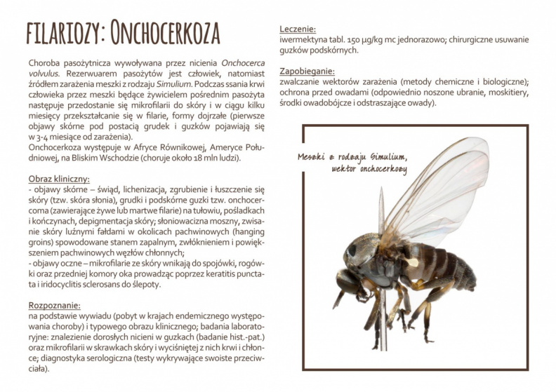 onchocerkoza (2).jpg