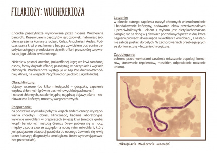 wuchelerioza (2)